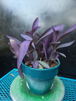 Purple Heart Plant in Teal Pot