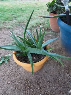 Aloe vera plant