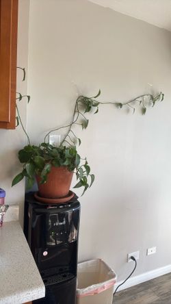 Plant