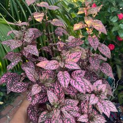 Pink Polka Dot Plant 