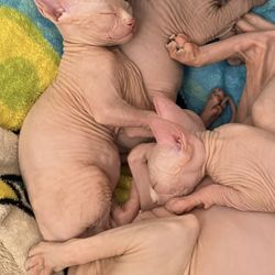 Cat Food (sphynx)