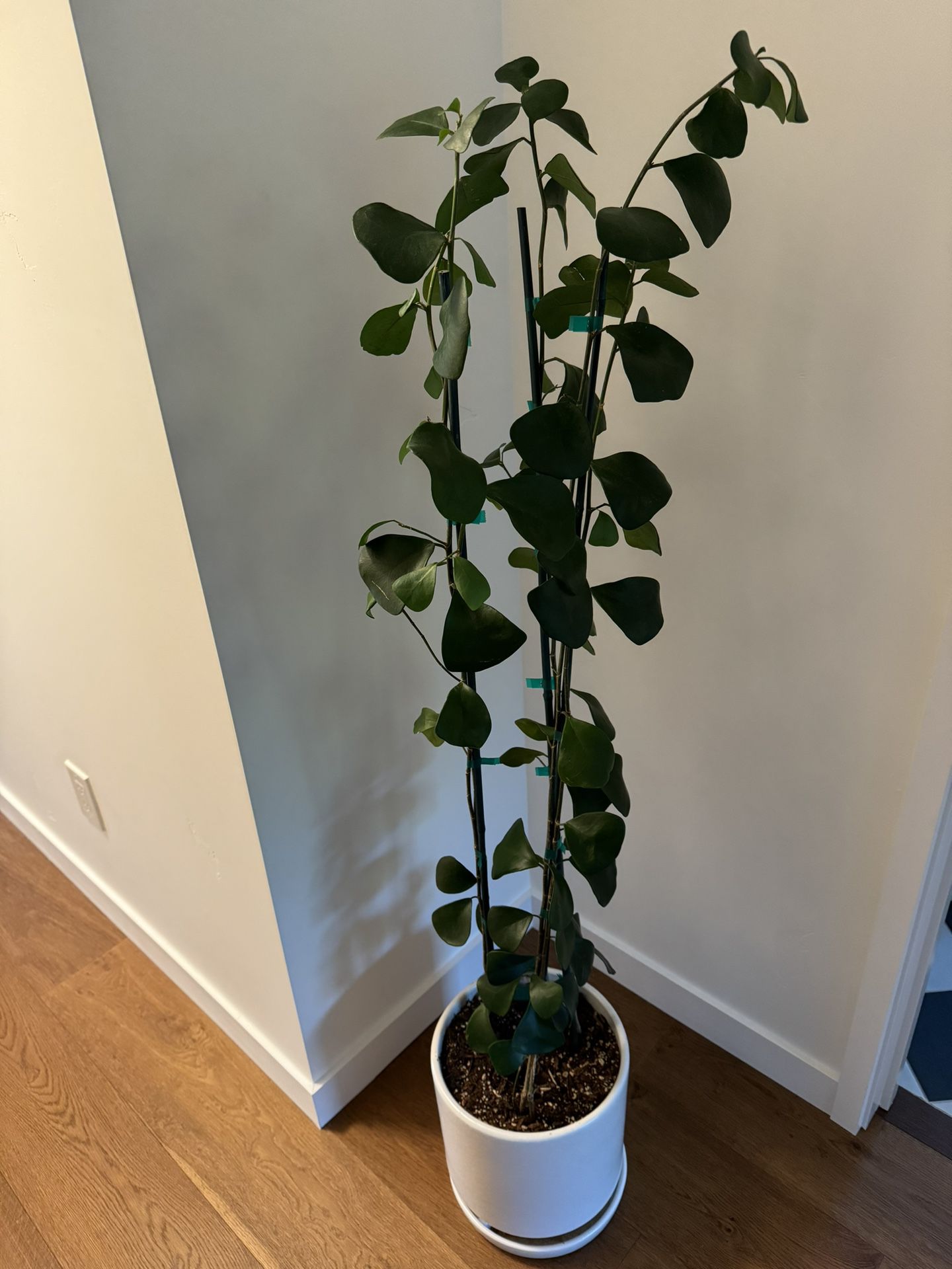 10in Ficus Triangularis Live Indoor Plant