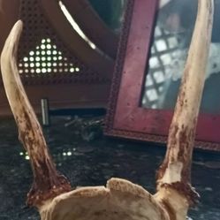 Vintage Washington Deer Young Buck Antlers Rack Taxidermy Rustic, asymmetrical