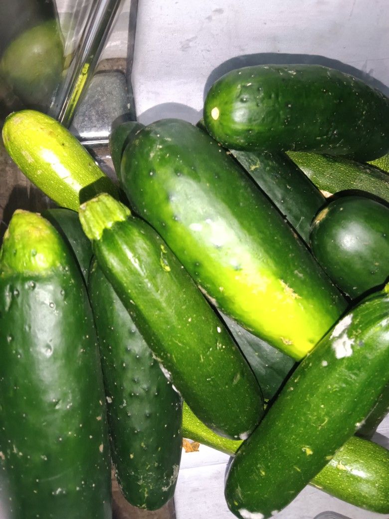 EGGPLANTS, Vitaloe And Sweet potatoes And ETC ‼️