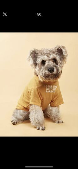 pet shirt