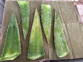 Sávila  $1 Por Pieza