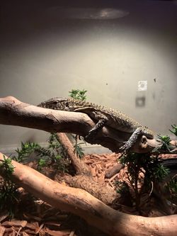 Reptile tank