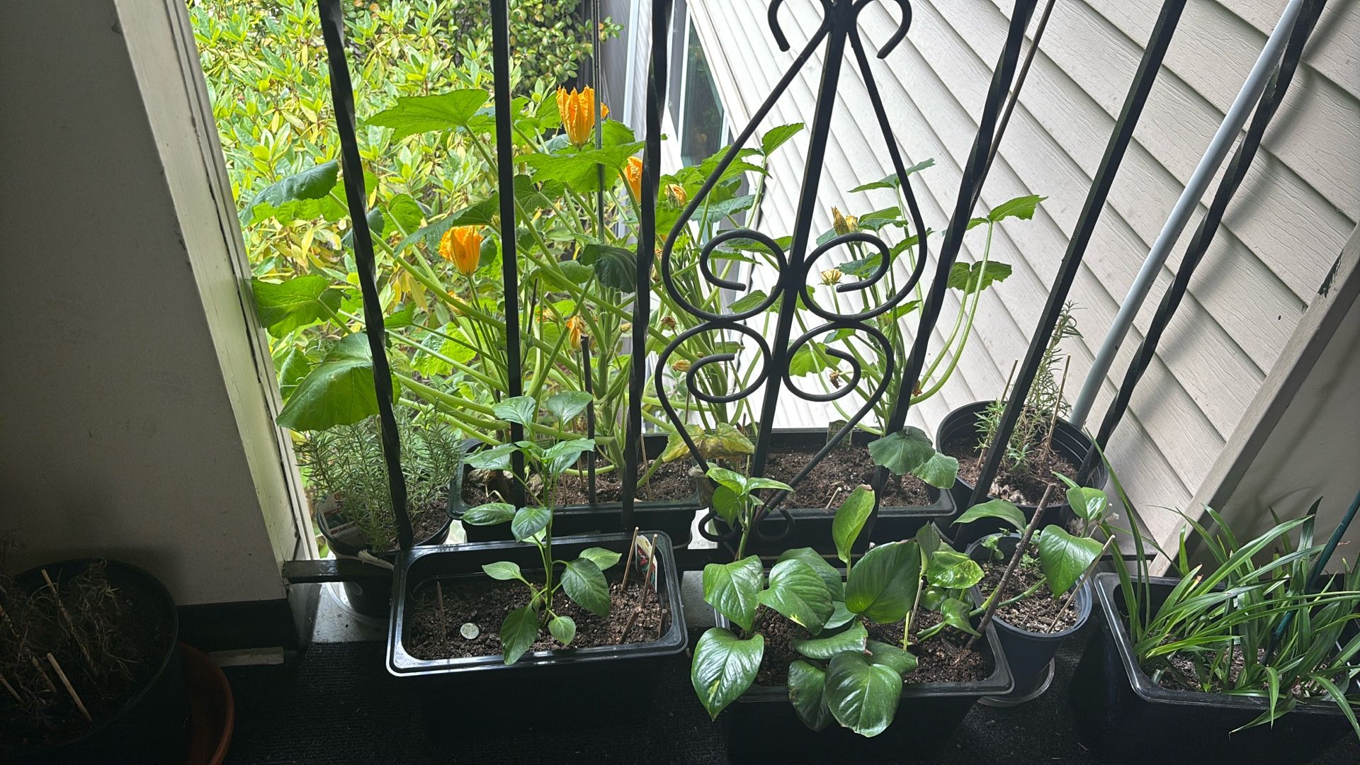 Set Of Plants