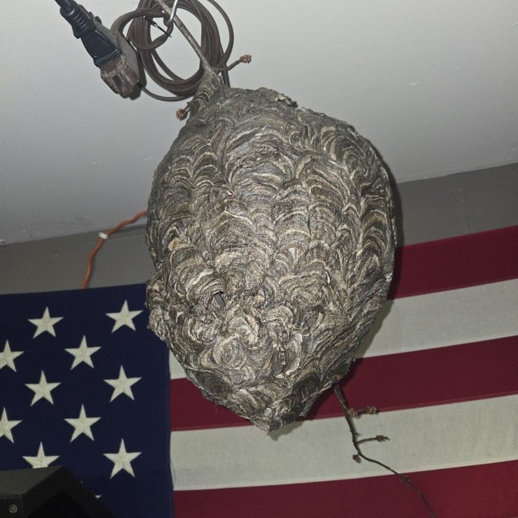 Wasp Nest