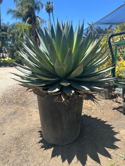 Blue glow agave