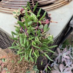 Collar De Rubyes Con Flores Amarillas.