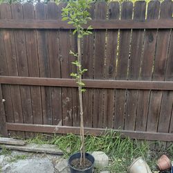 Persimmon fruit tree
