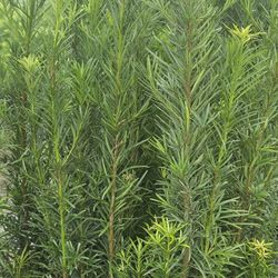 podocarpus  over 4 feet tall Instant Privacy Hedge For Fence Green Full order over 50qty  get especial discount 