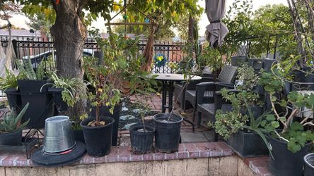 arboles frutales a 20