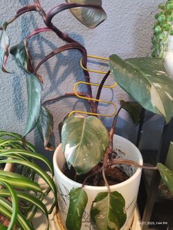 Pink Philodendron