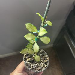 4” Variegated Hoya Heuschkeliana
