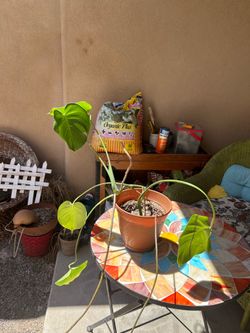Monstera Plant