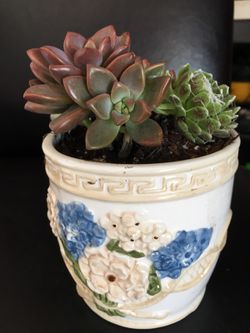 Real live succulents