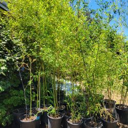 Bamboo Tree