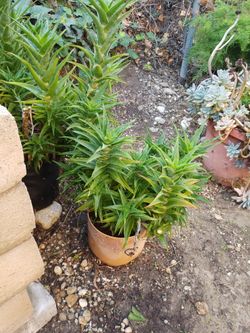 Not sure what kind of plant it is Full Sun