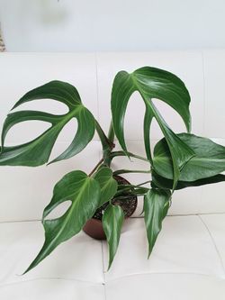 6"pot Monstera burle Marx FLAME