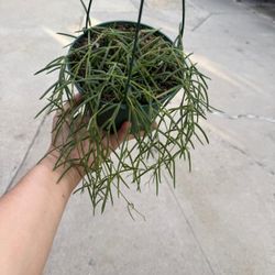 6” hoya linearis 