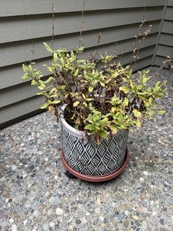 Patterned Ceramic Planter with Rolling Base