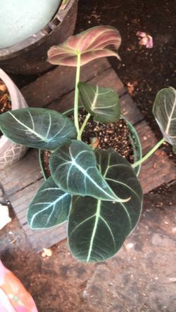 Alocasia Black Velvet,