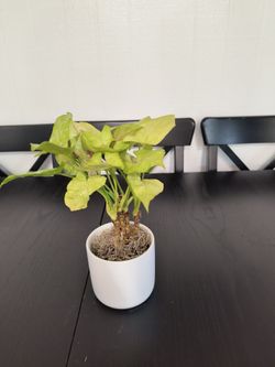 1-4" - Syngonium gold