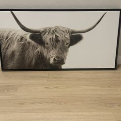 48x24 Highland Cow Wall Photo
