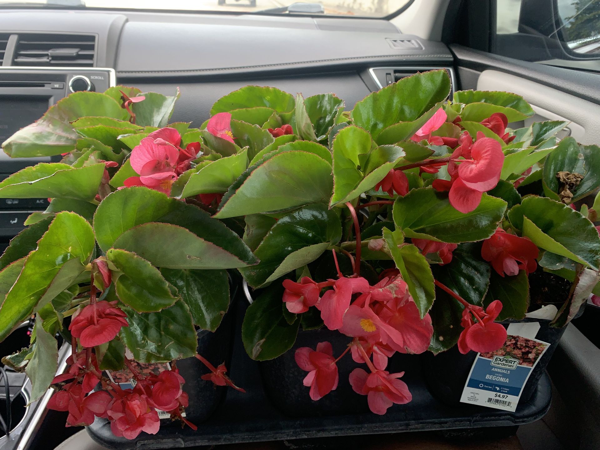 BEGONIA FLOWERS