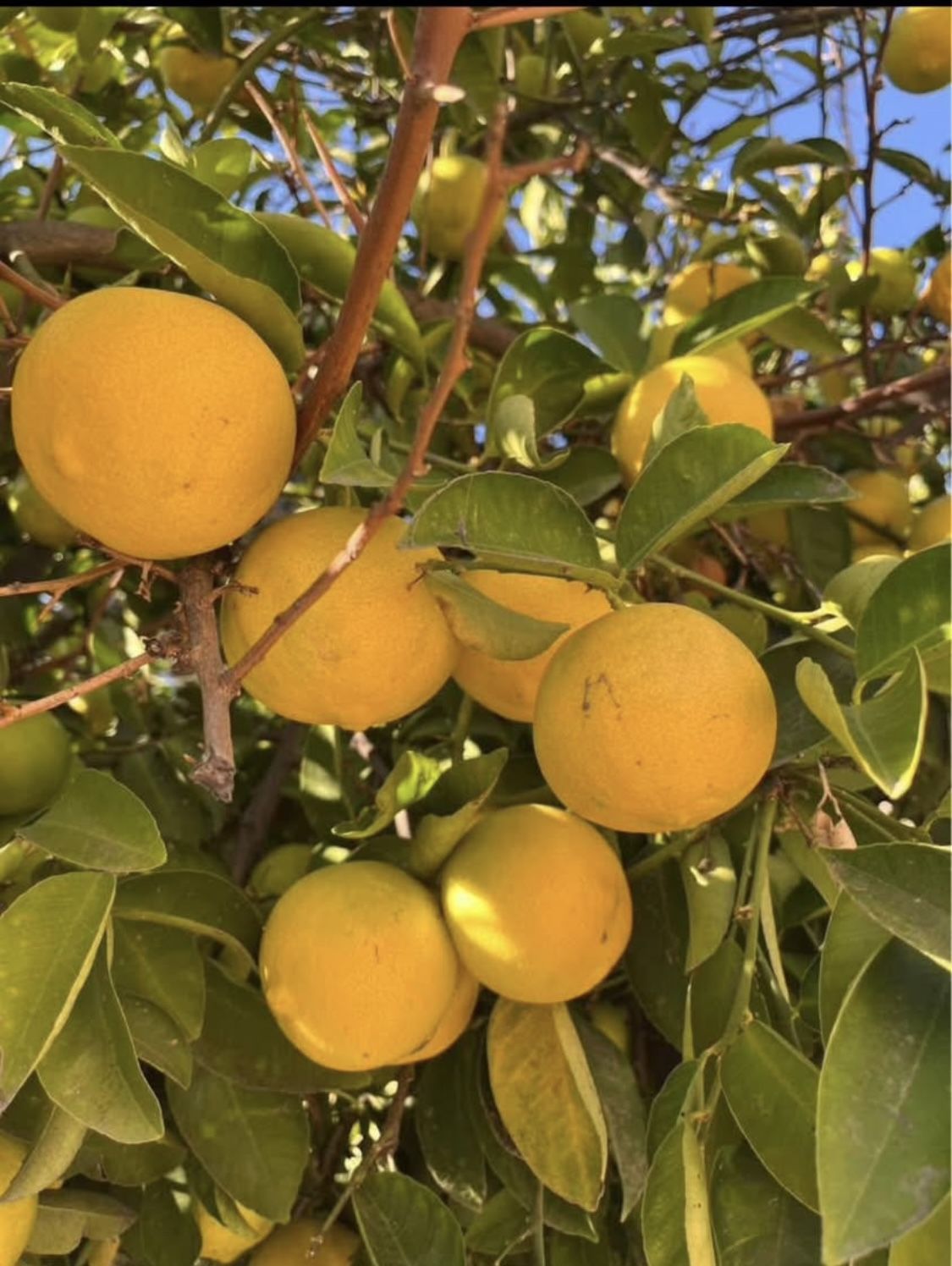 Organic Mexican Limas