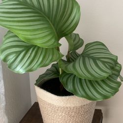 Very nice plant for home!   Please 