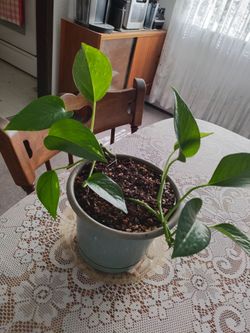 Pothos