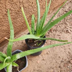 Aloe Vera Planta