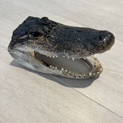 Alligator Head