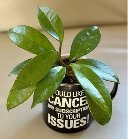 Hoya Pubicalyx in “Cancel Subscription” Mug