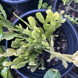 Christmas Cactus Flower Plant In 3 Gallon Pot