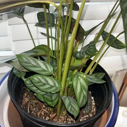 Indoor & Outdoor plants