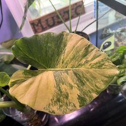 Alocasia Gageana Aurea Cutting “Variegated Elephant Ear Plant”