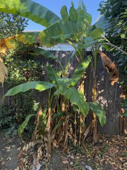 Banana Palm