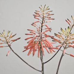 Soap Aloe (Aloe Maculata)