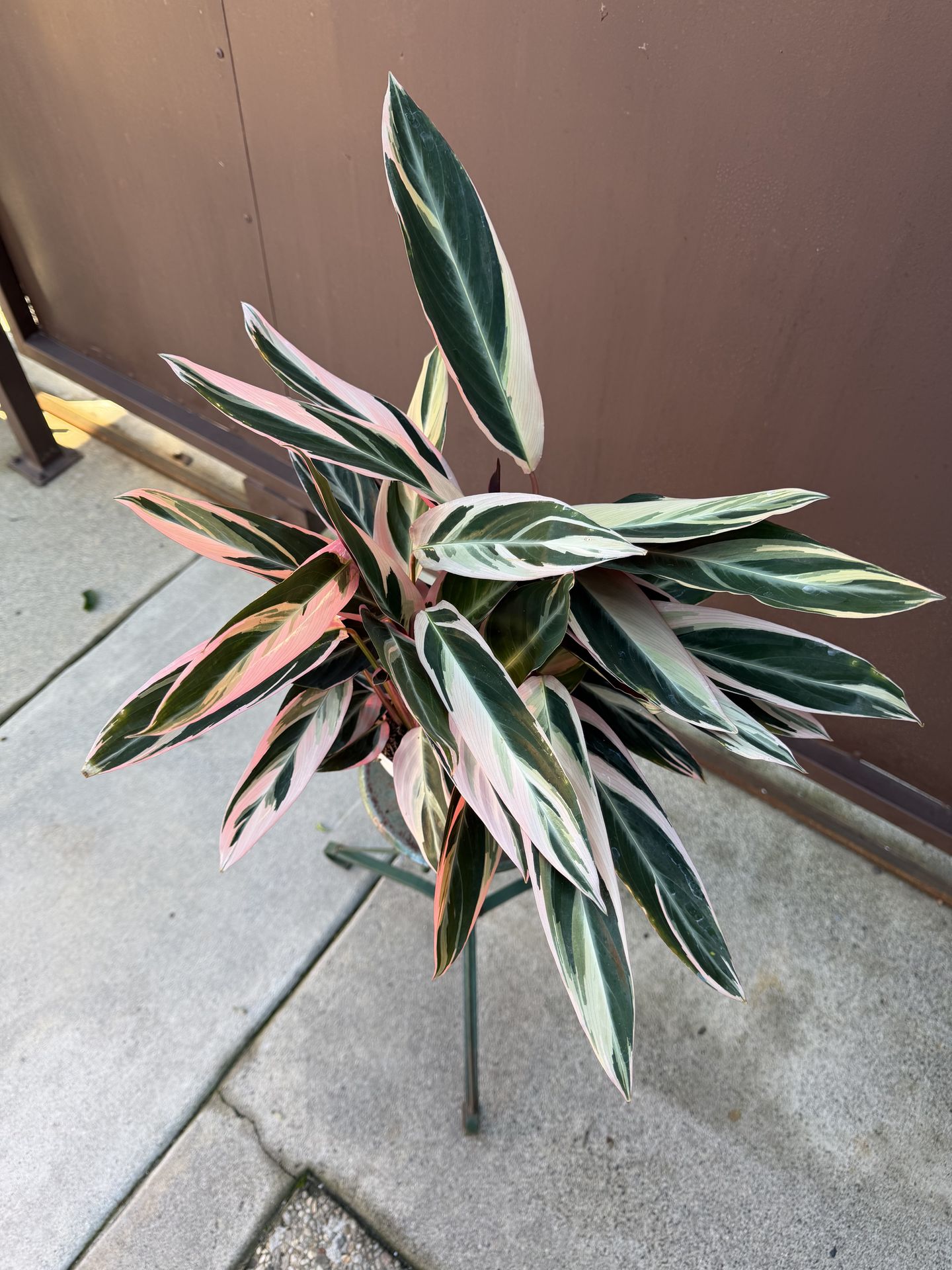 6” stromanthe triostar