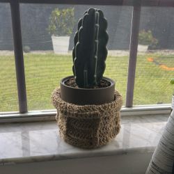 Cactus Plant 