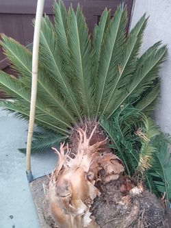 Large 6 foot tall sago palm tree