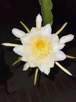 Dragonfruit Cuttings (Yellow or Red Pitaya)