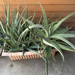 Aloe Plant 