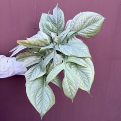 6” amydrium silver 