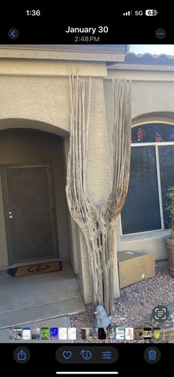 Natural double saguaro skeleton