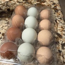 One dozen fresh eggs from our spoiled and loved hens $7